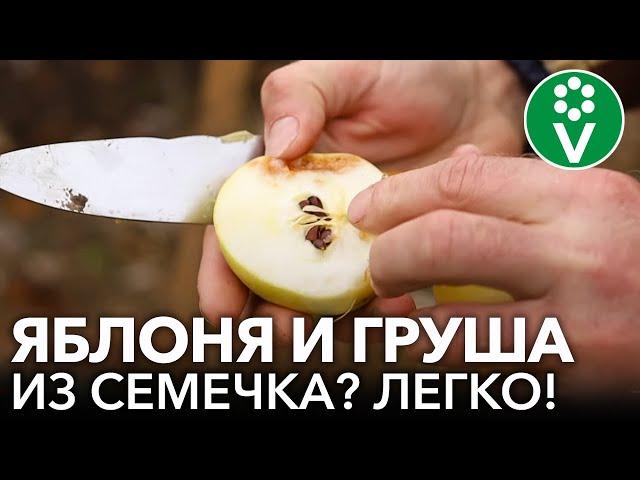 КАК ВЫРАСТИТЬ ЯБЛОНЮ И ГРУШУ ИЗ СЕМЕЧКА? Пошаговые рекомендации от опытного садовода