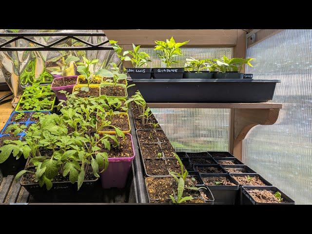 2025 March 03rd -- Garden Update (Summer Garden Seedlings)