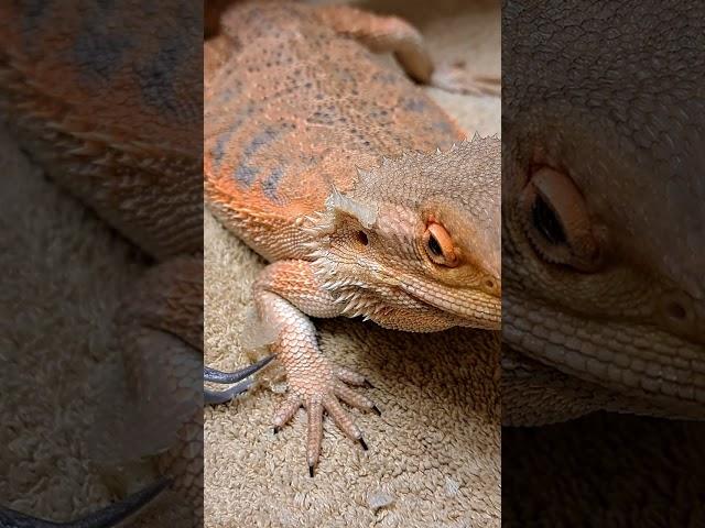 Assisting with Bearded Dragon Stuck Ear Shed | #stayrad #reptiles  @ChuckNorrizBeardedDragons