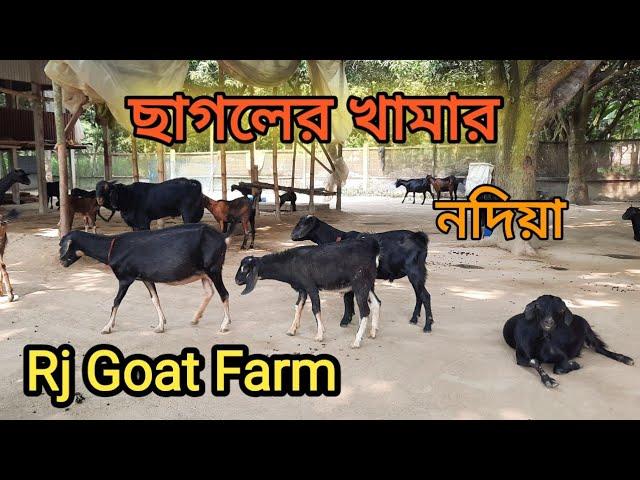 ছাগল পালন ৷ছাগলের খামার ৷Rj Goat Farm Bahirgachi Nadia