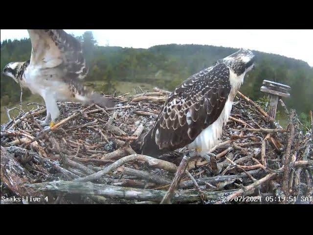 White-tailed eagle again visit | Scared osprey chicks | #4 Sääksilive (Osprey Cam) | July 27, 2024