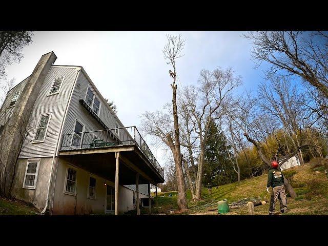 Customer Wants The Tree Next To His Balcony GONE