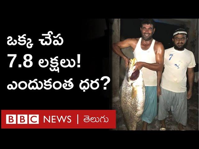 Croaker Fish: ఒక్క చేప 7.8 లక్షలు పలికింది. ఎందుకంటే ఈ క్రోకర్ చేప అంత స్పెషల్ | BBC Telugu