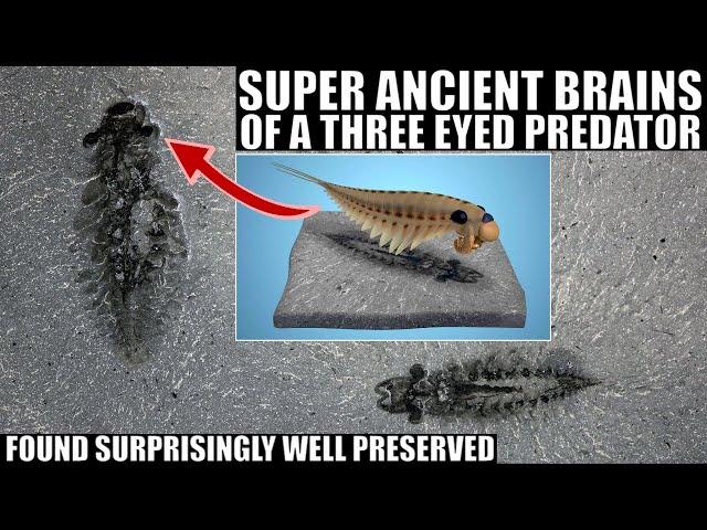 Incredible Discovery of Well Preserved 500 Million Year Old Brains Of a 3 Eyed Predator