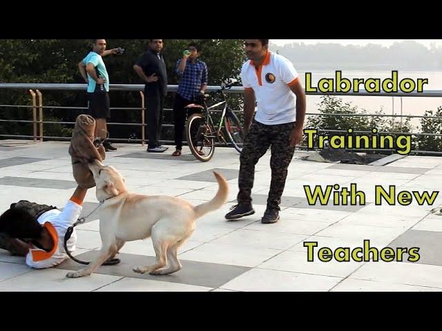 Labrador Training Exam With New Teachers By Animal Guru