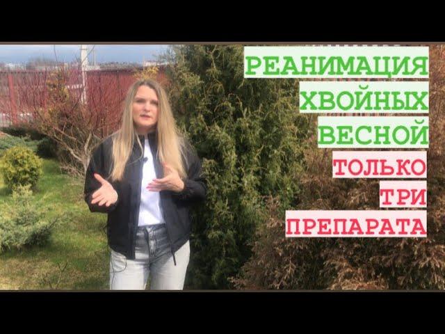 РЕАНИМАЦИЯ ХВОЙНЫХ ВЕСНОЙ / ТРИ ПРЕПАРАТА ДЛЯ УХОДА/УДОБРЕНИЯ