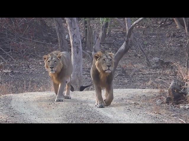 Asiatic Lions in the Gir Forest (India)