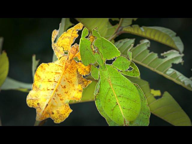 Can An Insect's Camouflage Be *Too* Good?