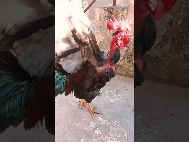 #shorts#shortvideo#short#shortsfeed#new#song#rap#chicken#dance#funny#love#dancer#duet#zidaanshahidal