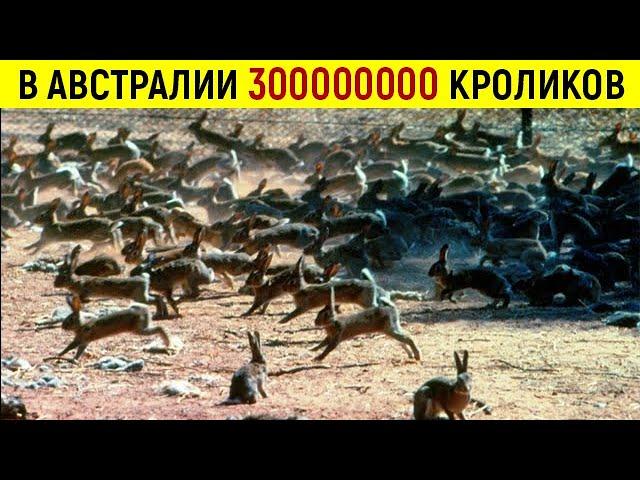 Почему в Австралии не едят диких кроликов? Ведь их там миллионы!