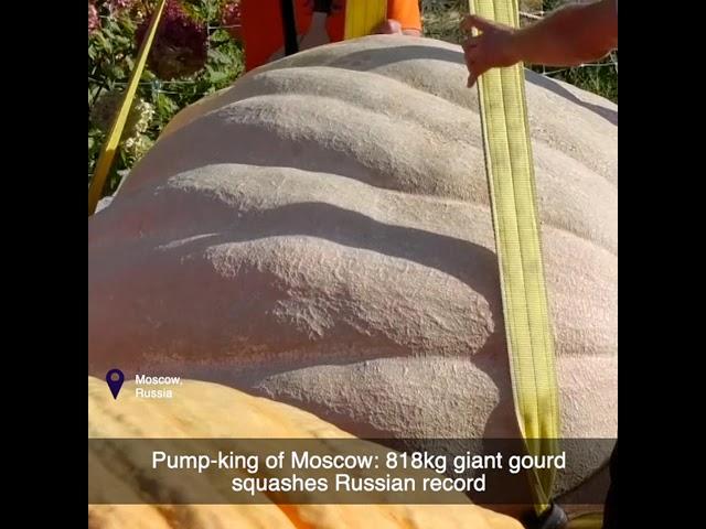 Pump-king of Moscow: 818kg giant gourd squashes Russian record