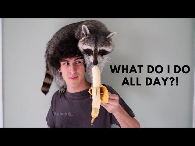 A Day in the Life of a Pet Raccoon