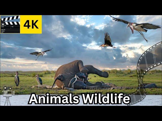 Marabou Stork: The Video Description of Marabou Stork Bird | Animal Documentary