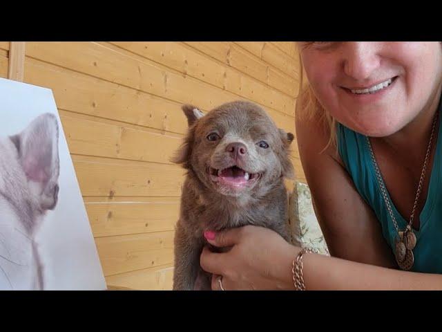  Акция ПАТРИОТ длинношерстный лиловый чихуахуа продажа питомник Кастропуло Крым #собака #puppy