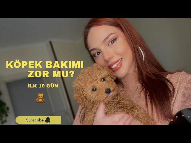 Poodle Toy Yavru Köpek Bakımı | Tuvalet Eğitimi, Tüy Dökme| İlk 10 Günlük Deneyim #poodletoy