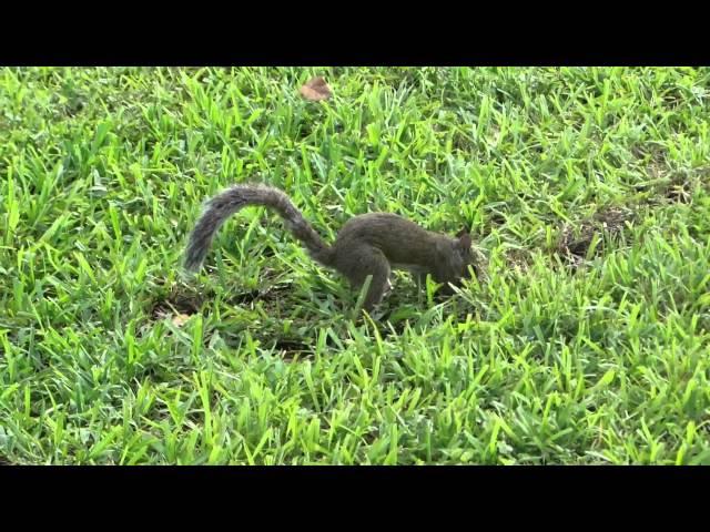 Chandelier squirrel Cover