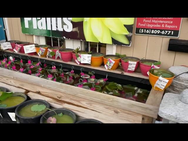 Aquatic Plants In Stock at Koi Market