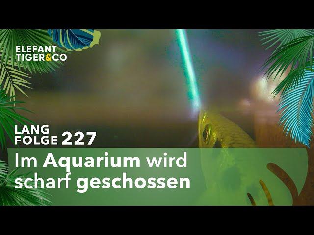 Der wundersame Schützenfisch (Langfolge 227) | Elefant, Tiger & Co. | ARD