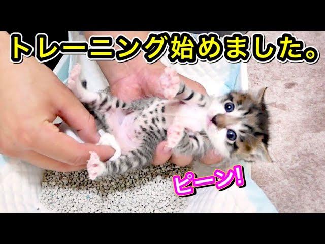 初めてトイレトレーニングをする生後２３日目の子猫の足が可愛すぎた【保護猫】