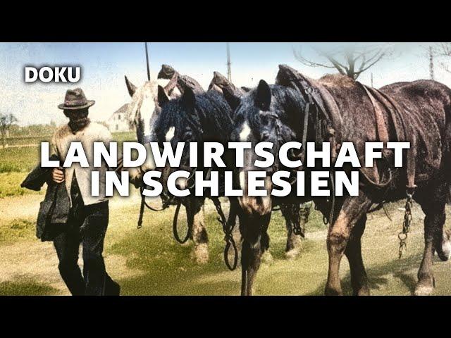 Landwirtschaft in Schlesien (GESCHICHTE, Dokumentation Deutsch, ARCHIV, Originalaufnahmen)