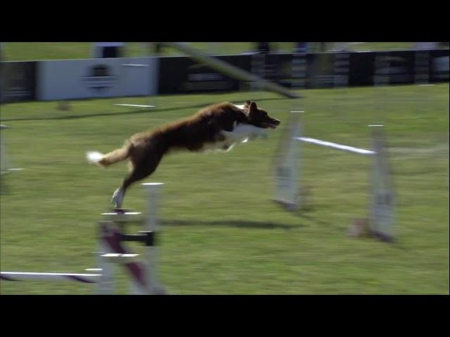 The 2020 Purina Pro Plan Incredible Dog Challenge 1st Place Results - Large Dog Agility Competition