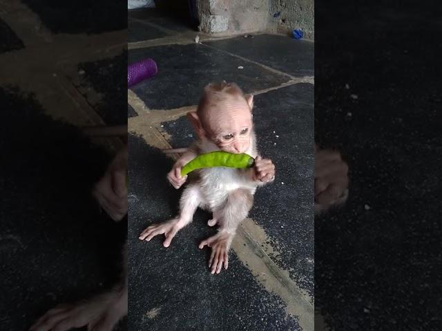 baby monkey After eating chili #shorts #ytshorts