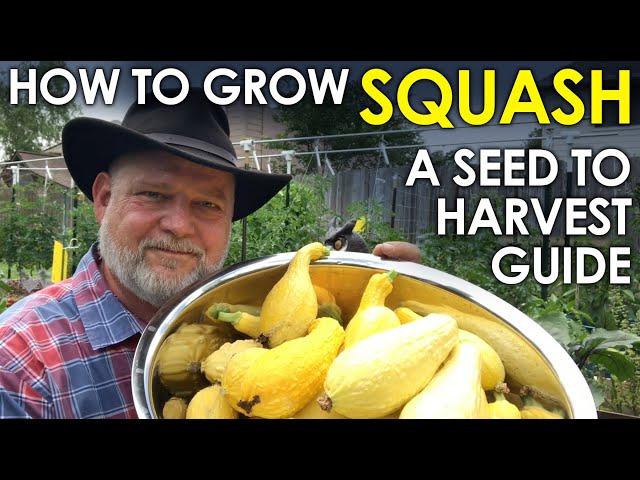 How to grow SQUASH from Seed to Harvest - A Complete Guide || Black Gumbo