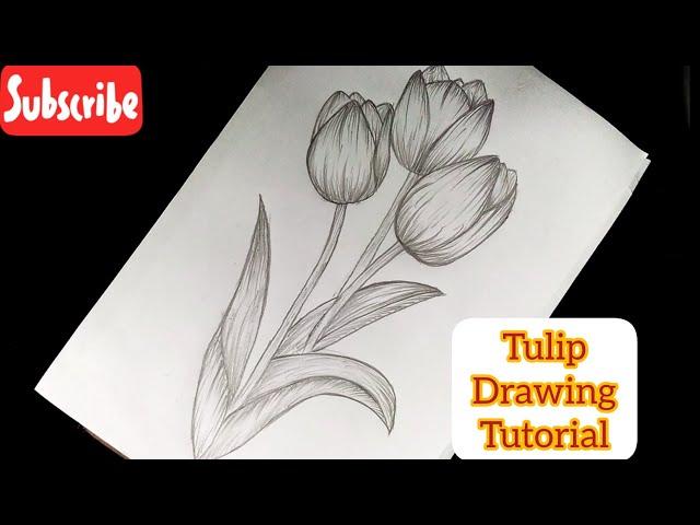 Easy Tulips Drawing For Beginners || Flower Drawing