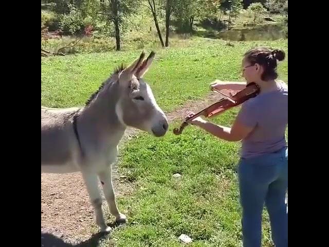 donkey music