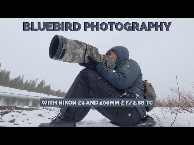 Photographing Mountain Bluebirds with the Nikon Z9 and Z400mm f/2.8S TC in the Tetons - Wildlife