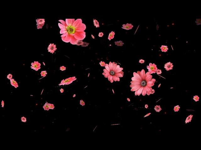 particles overlay |Flower particles overlay