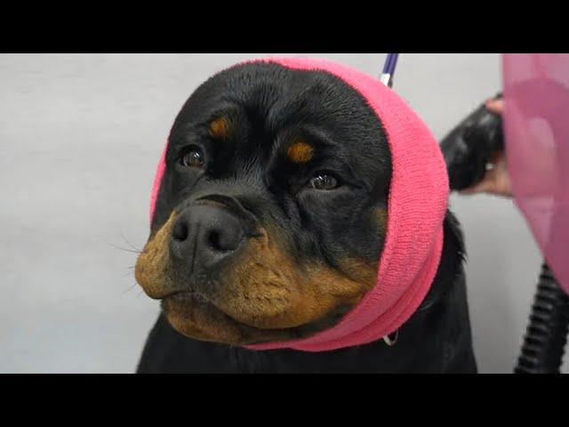 Rottweiler wants to eat me for her nail trim