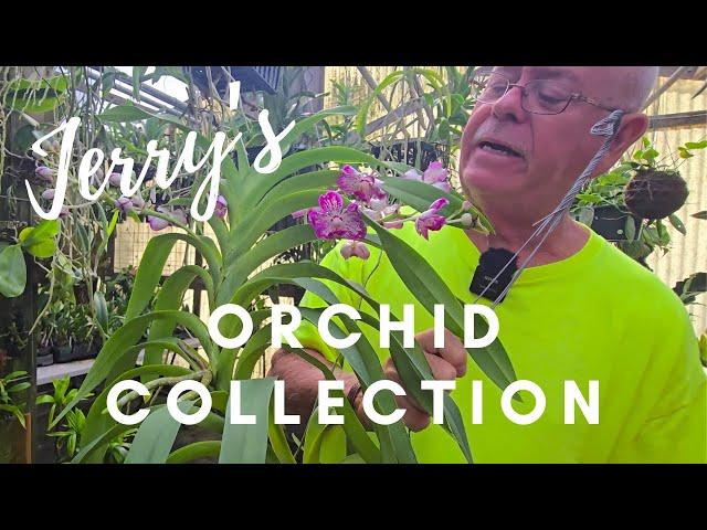 Jerry's Orchid Collection. How he sterilizes his clippers. ORCHID MOVING SALE.