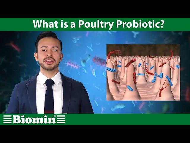 What is a Poultry Probiotic? [Your Animal Nutrition Questions Answered]