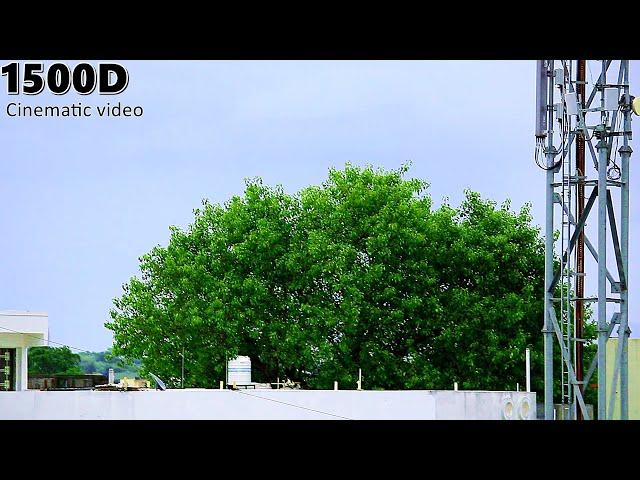 Canon Eos 1500D Rainy Cinematic Video | 55-250mm Zoom Lens Video | Sample Video 3