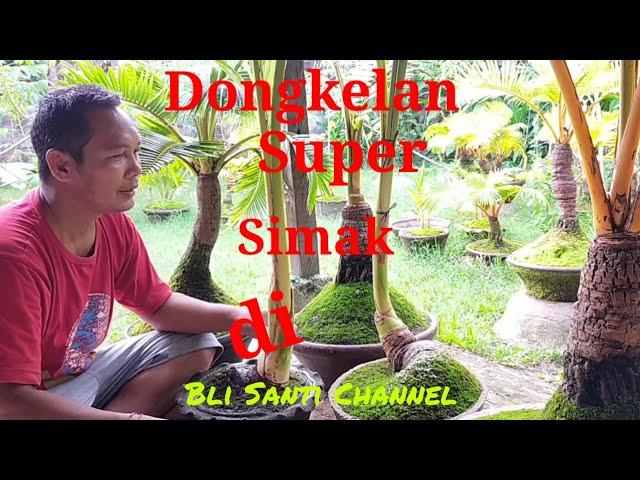 Cara Mudah Membuat Bonsai Kelapa Dengan Dongkelan