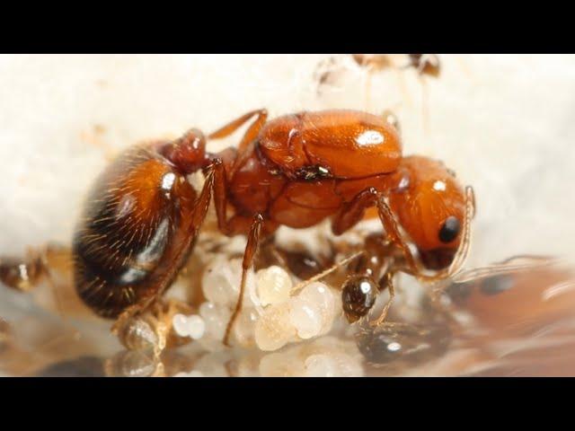 The Fire Ants Return! - Fire Ant take 2 Week 1