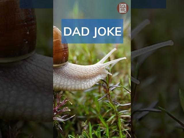 Dad Jokes - slow and steady #jokes #funny #laughs