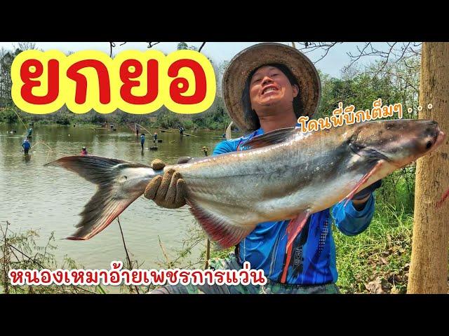 ยกยอ หนองเหมาอ้ายเพรช ►Fishing lifestyle Ep.744