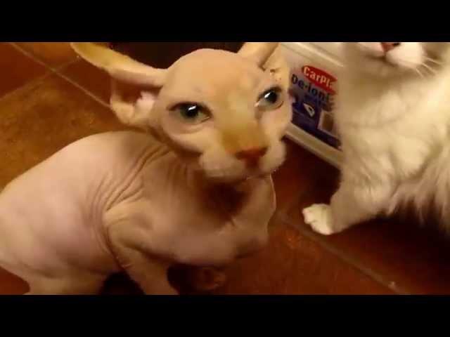 Sphynx cat meowing for food. Sfinks miauczy o jedzenie