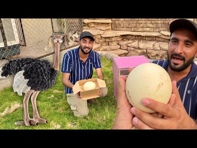 Ostrich Egg Le Aya TurabBht Bra hai Ye To