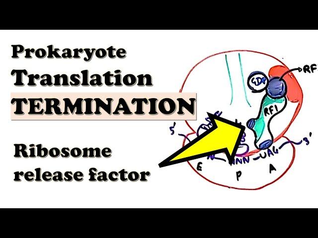 Prokaryotic Translation TERMINATION - How do release factors work? Function of RFs, RF3, and RRF