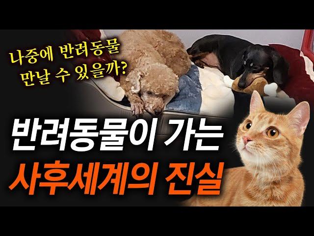 반려동물의 전생과 인연, 윤회 | 내가 키우는 반려견, 반려묘 죽으면 나중에 나를 마중 나올까? | 강아지, 고양이 사후세계