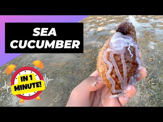 Sea Cucumber  Ejects Guts When Scared! | 1 Minute Animals