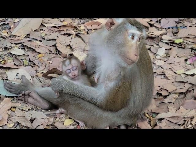 Baby Monkey LilyRelax Time Action Of Baby Lily 