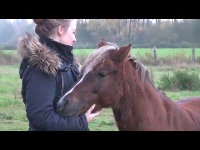 Anja & ihre Welsh - Ponys, Fotoshooting, Alexandra Evang Photographie
