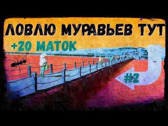 Поймал Много Египетских Муравьев! #ШОТАГДЕТА // Матки Trichomyrmex!