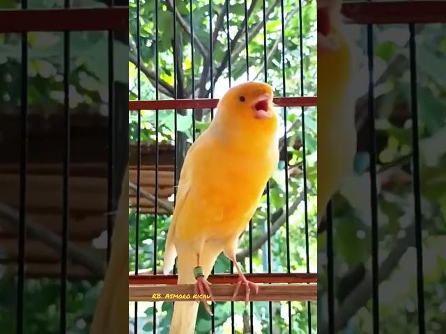 kenari f1 gacor || canario belga || canary singing || canaries singing || kenari gacor #shorts