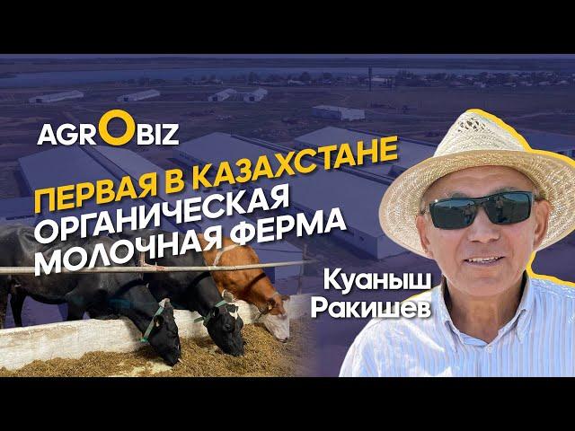 Органическое молоко в Казахстане: породы КРС, генетика, уход и сертификация | ТОО Енбек