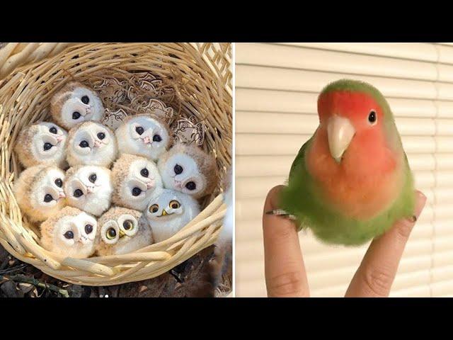 Smart And Funny Parrots Parrot Talking Videos Compilation (2024) - Cute Birds #24